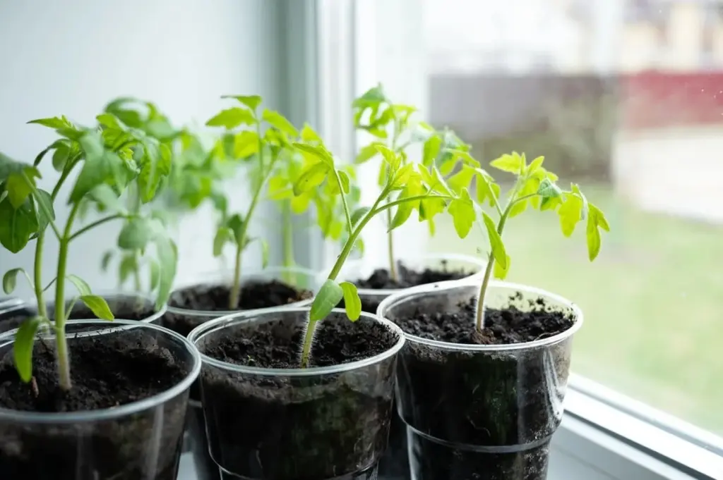 Por qué los jardineros expertos ponen un sobre de levadura en el agua de sus plantas