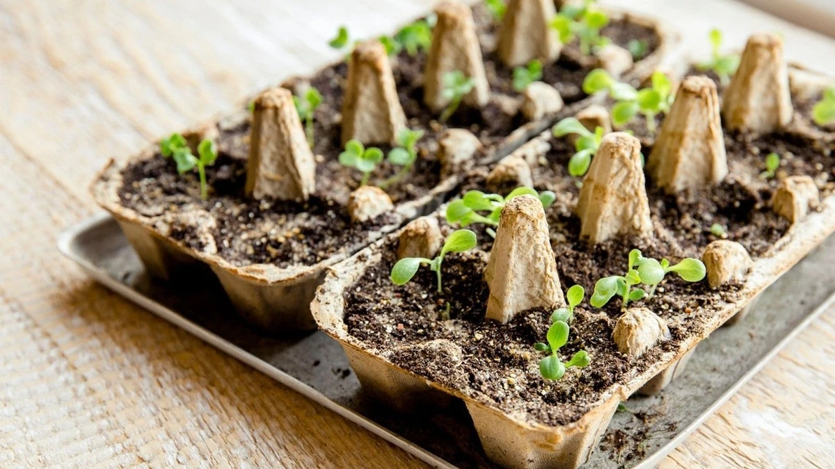 Por qué los jardineros expertos usan cartones de huevos para sembrar en febrero - image 1