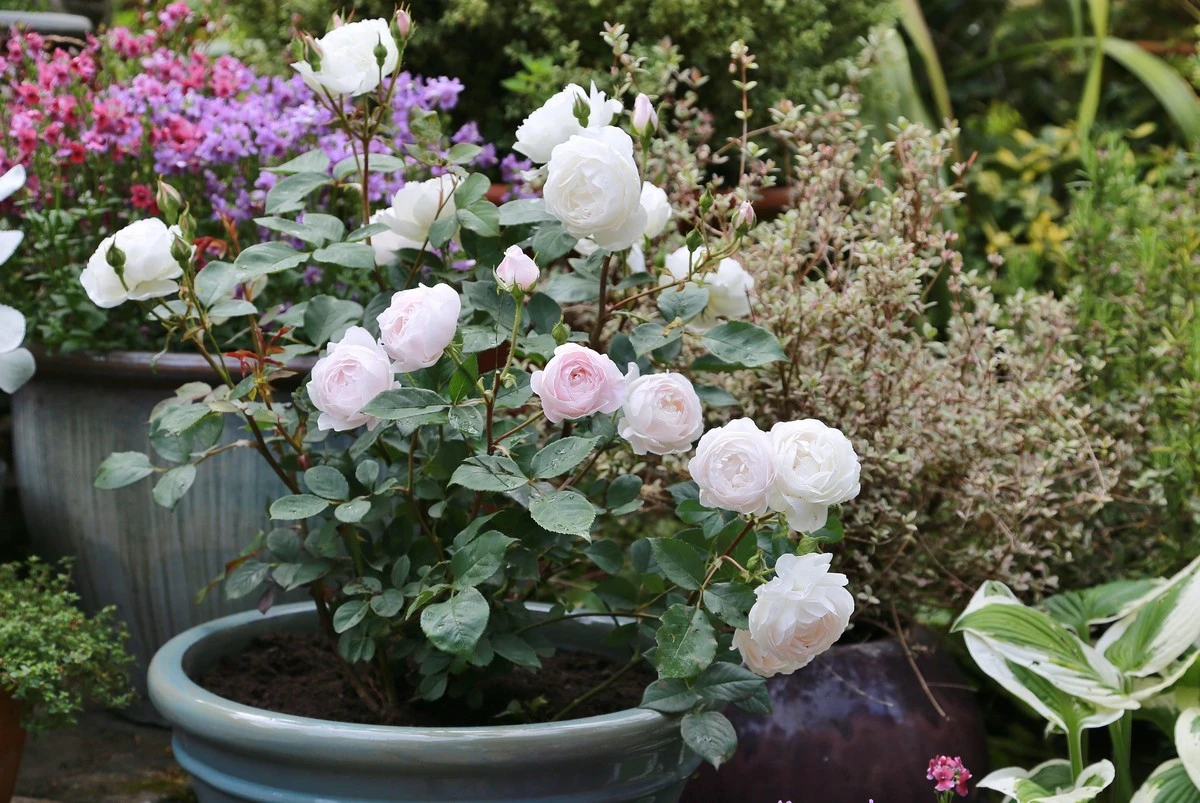 Por qué los jardineros expertos ponen rodajas de limón y patata en sus macetas de rosas - image 1
