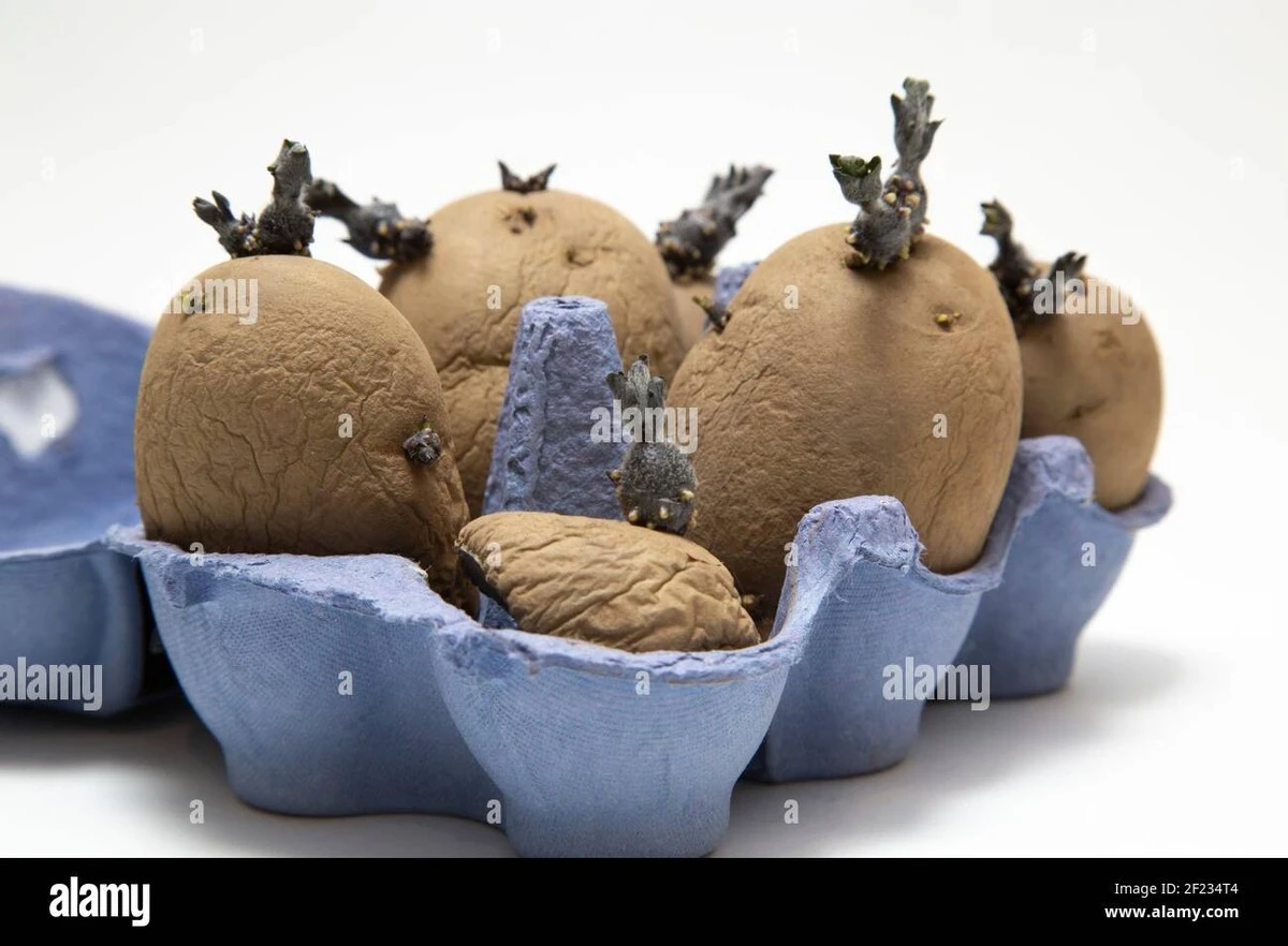 Por qué los jardineros expertos guardan cajas de huevos en la cocina durante el invierno - image 1