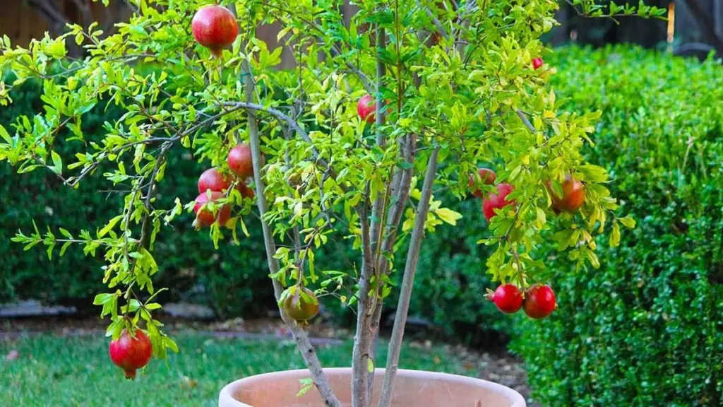 Por qué los paisajistas siempre eligen el granado para jardines pequeños