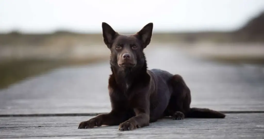 Por qué los perros Kelpie australiano son secretos de pastoreo que necesitas conocer