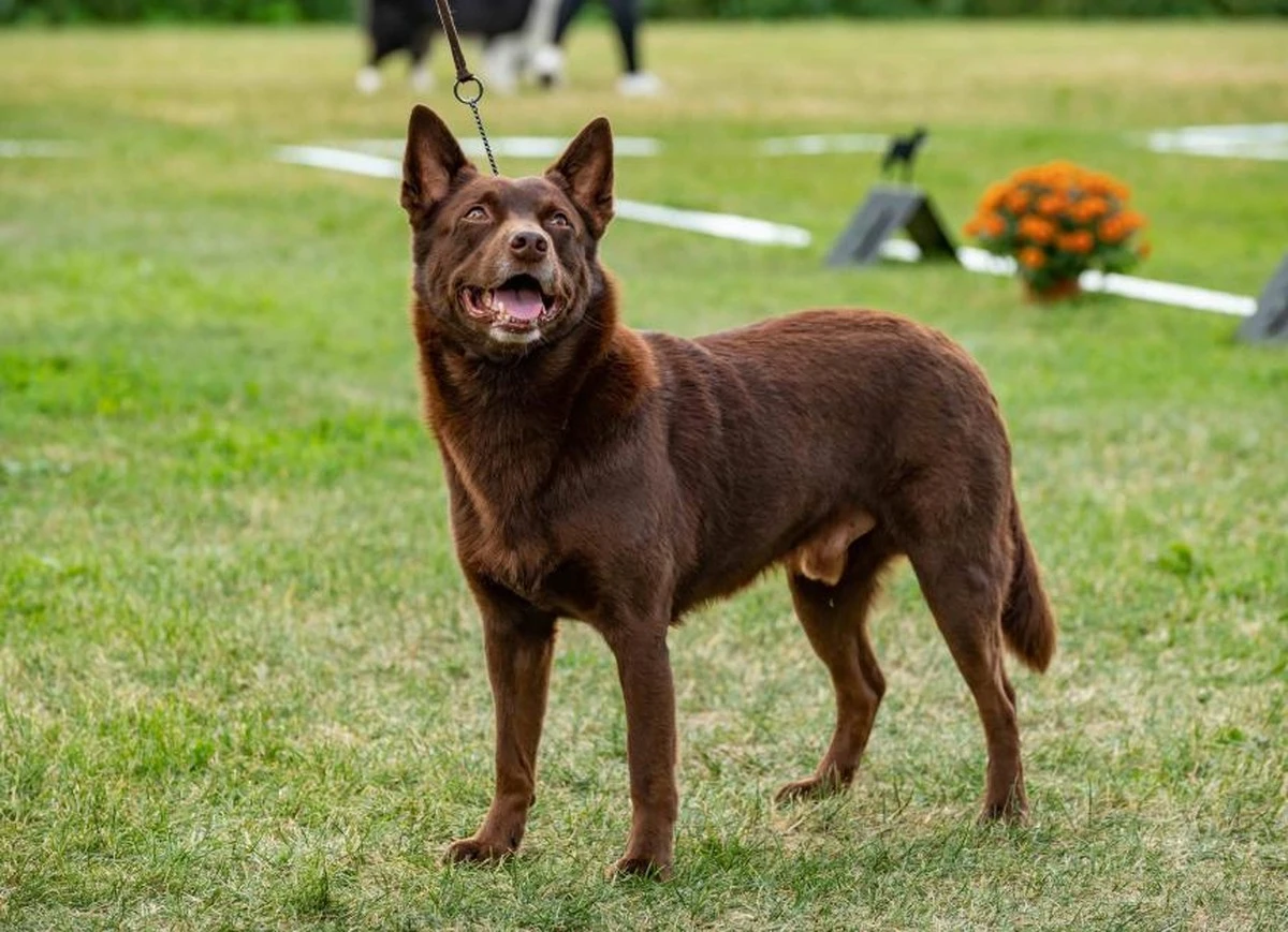 Por qué los perros Kelpie australiano son secretos de pastoreo que necesitas conocer - image 1