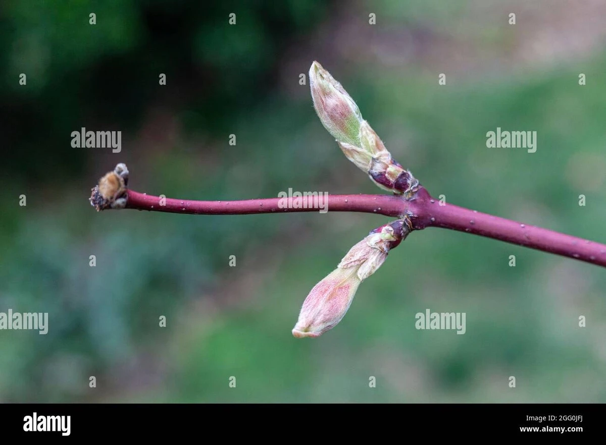 Por qué no deberías abonar tu arce japonés aunque las temperaturas suban este febrero - image 1