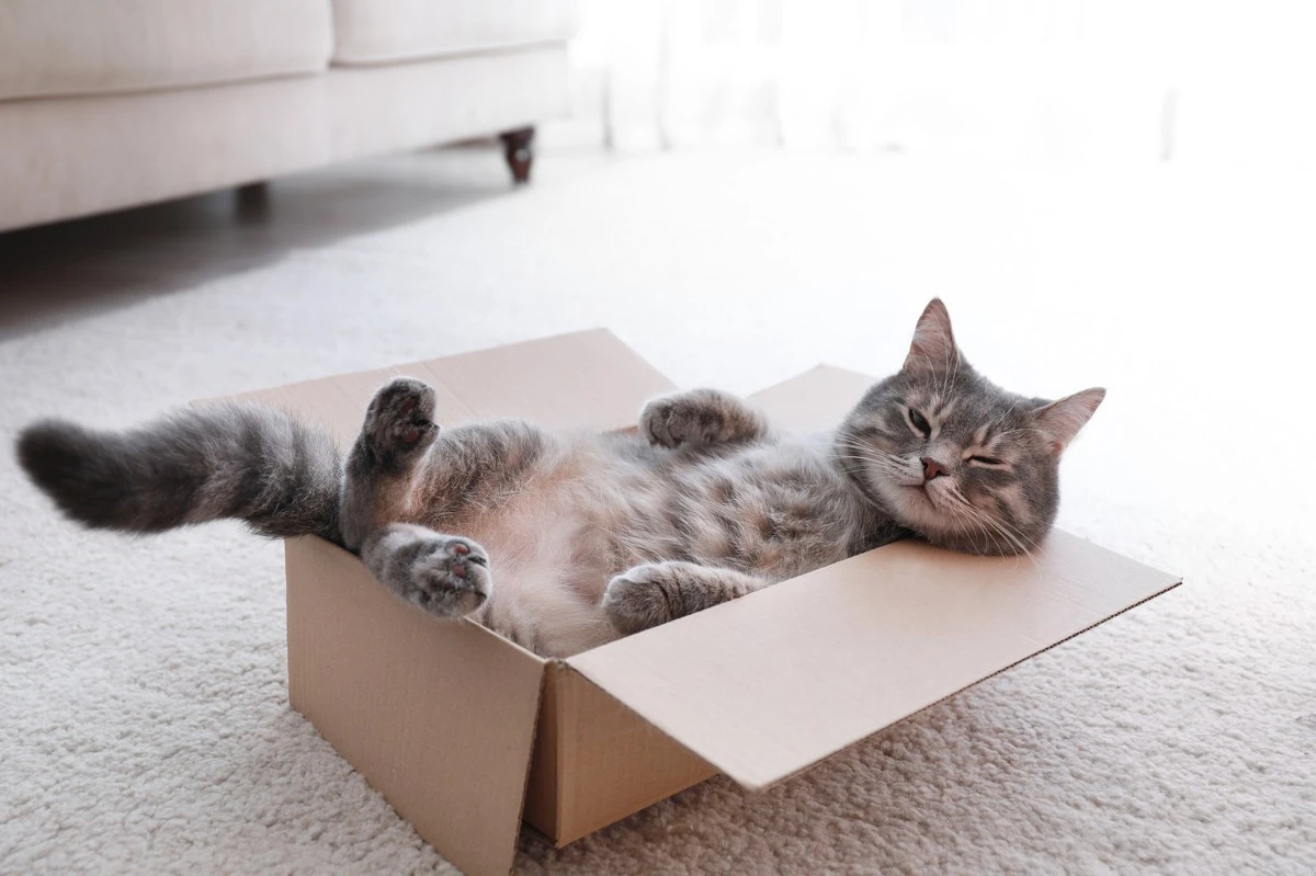 Por que seu gato domina as caixas de papelão: o segredo instintivo para o bem-estar - image 1