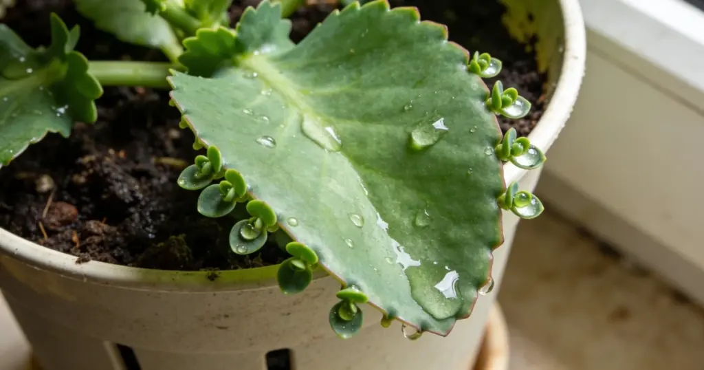 Por qué tu planta hace "llorar" gotas por las hojas: el secreto que los jardineros novatos pasan por alto.