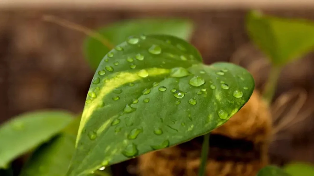 Por qué tu planta hace