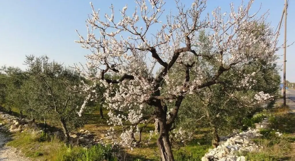 Puglia: Adiós a almendros olvidados para salvar el futuro de su uva de mesa