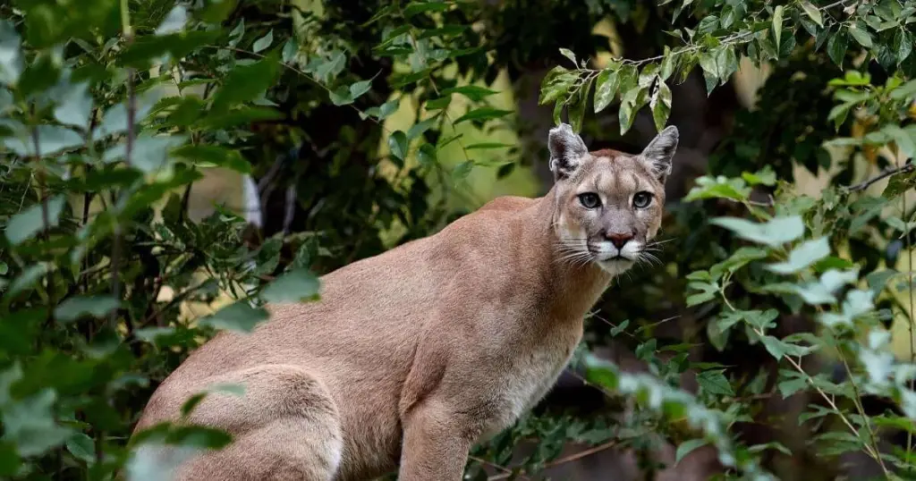 Puma: Diez secretos que este felino esconde y te dejarán asombrado