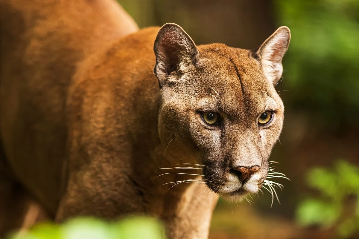 Puma: Diez secretos que este felino esconde y te dejarán asombrado - image 1