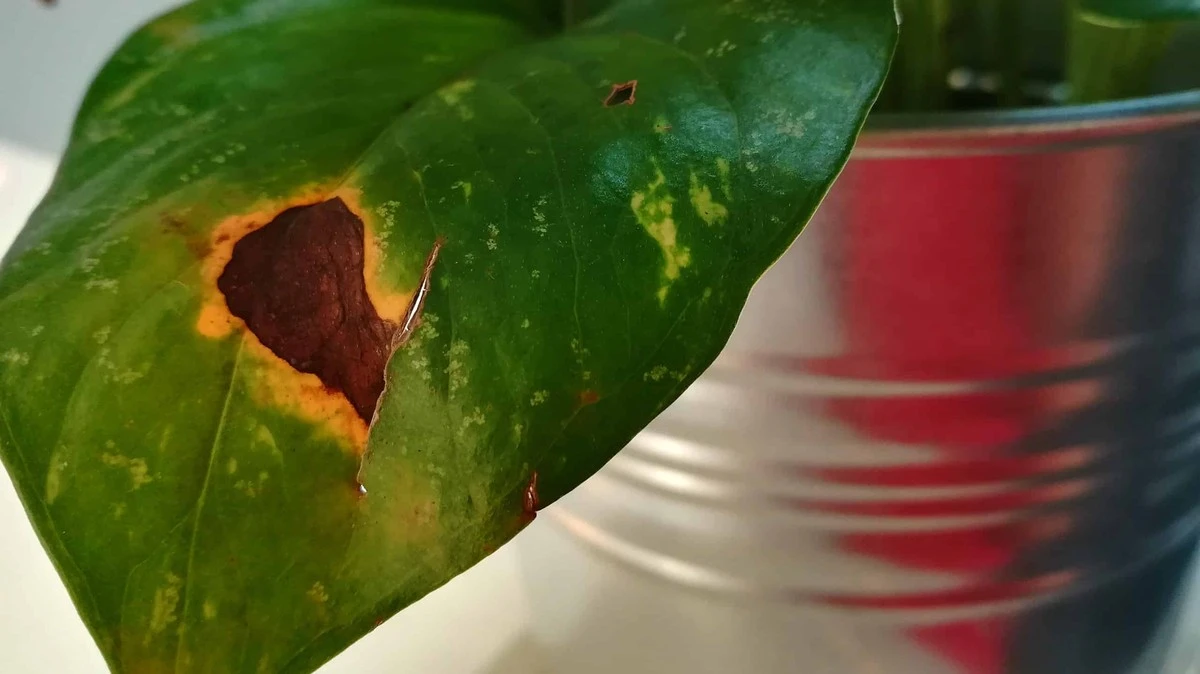 Puntas marrones en Pothos: Lo que tu planta intenta decirte - image 1