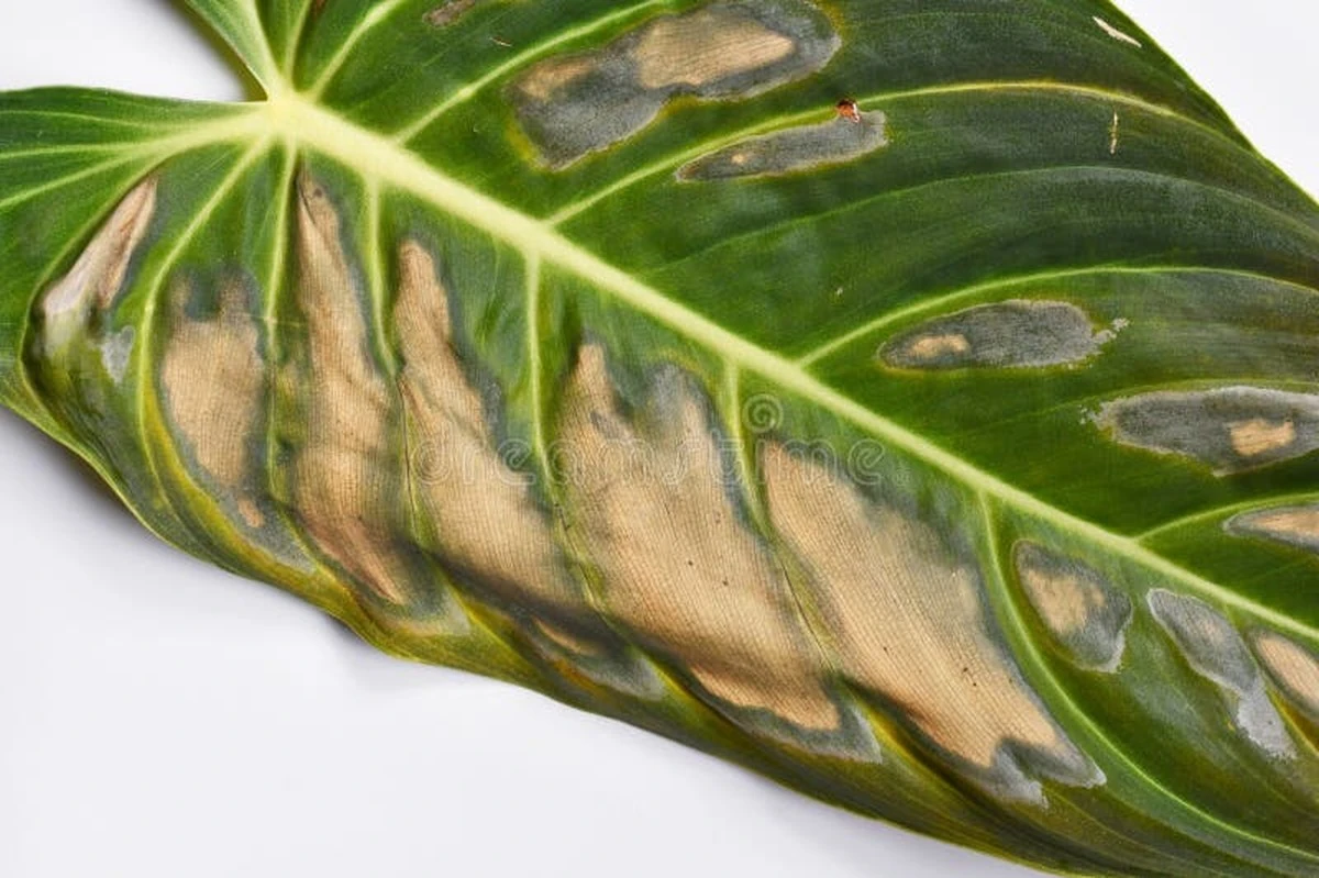 Puntas secas en tus plantas: el error del grifo que las quema - image 1