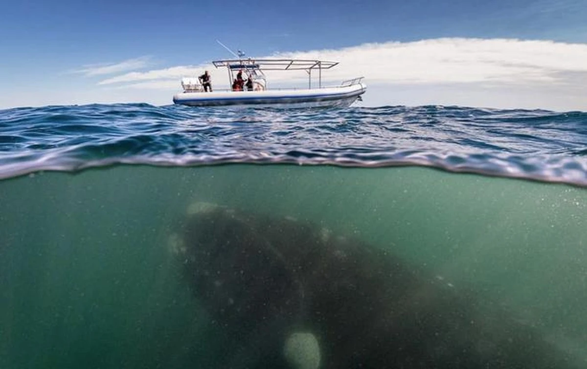 Qué peligros te esperan si una ballena te traga durante una inmersión - image 1