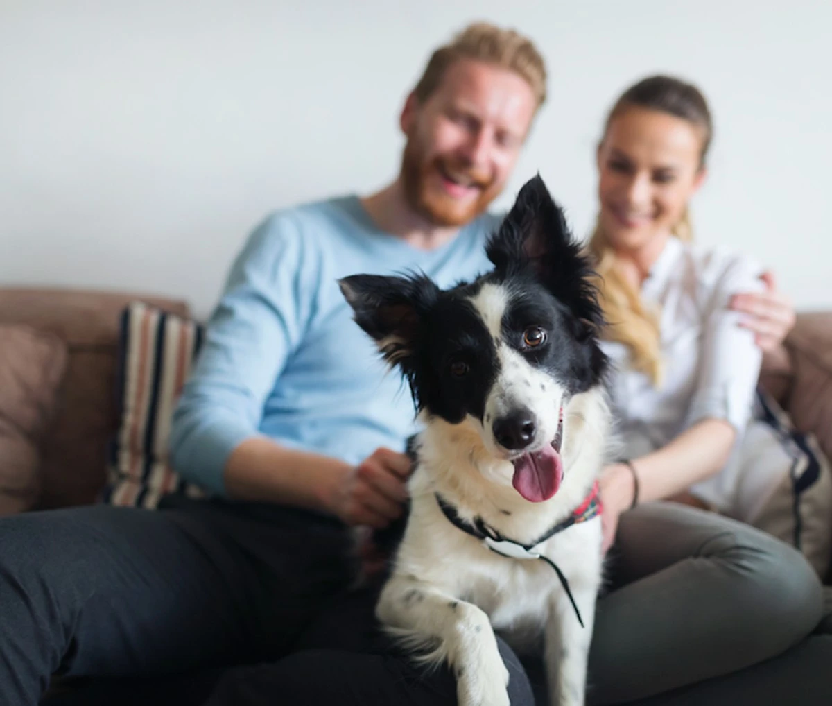 ¿Qué tipo de dueño de mascota eres? Descubre tu relación con tu compañero animal - image 1