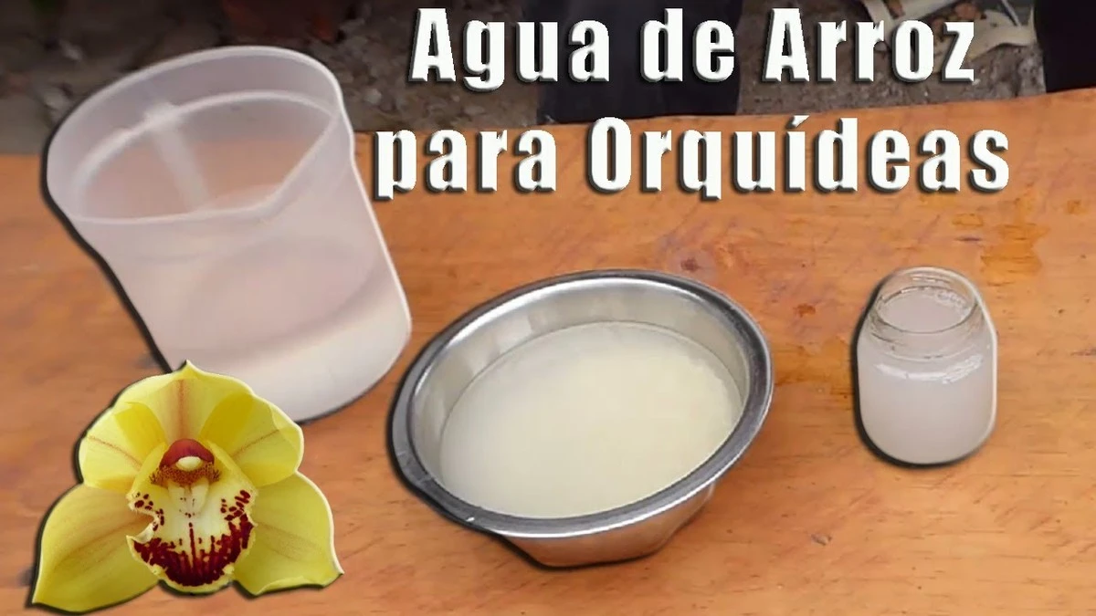 Revela el secreto para orquídeas exuberantes: el poder del agua de arroz - image 1