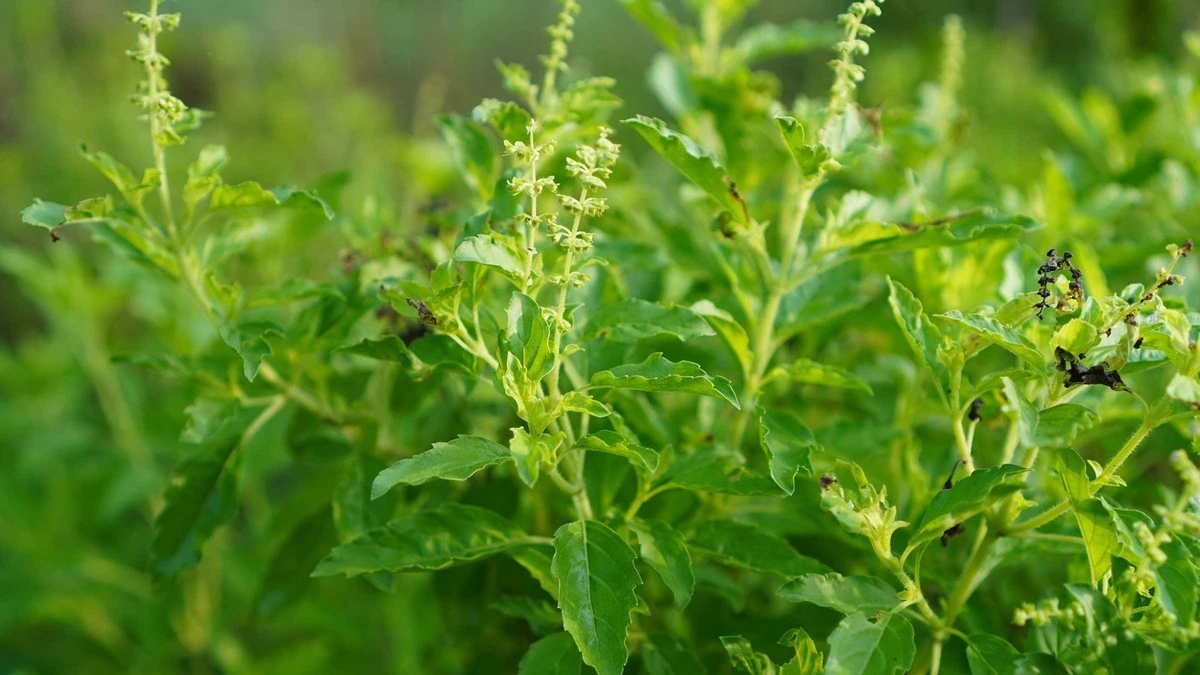 Revive tu Tulsi con Sal de Epsom: usa sulfato de magnesio para la fotosíntesis - image 1