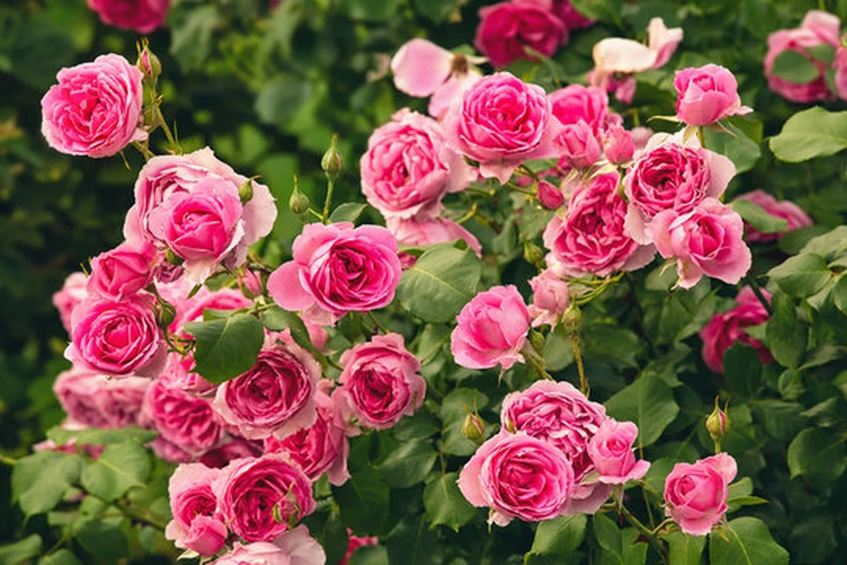 Rosal sin flores: usa suelo con arena y café para producir cada Rosa - image 1