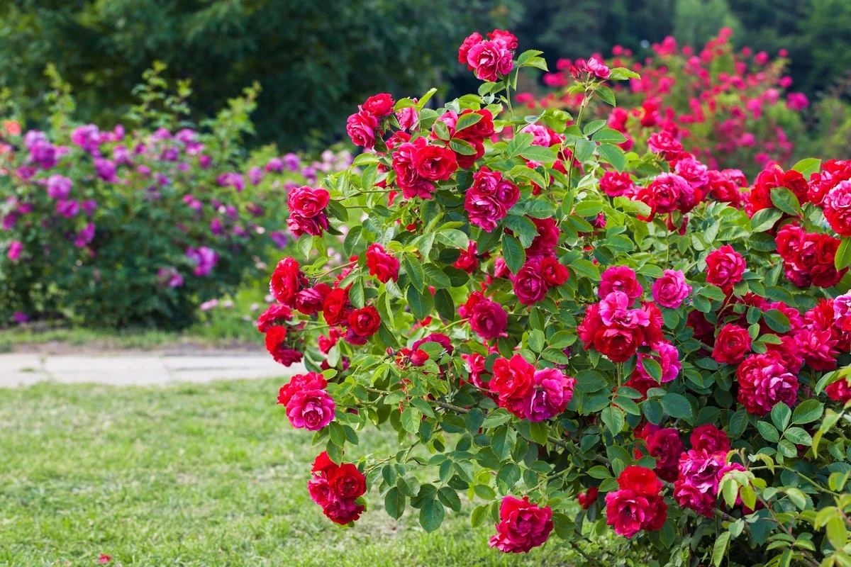 Rosa (Planta) sin flores: el método de Narendra Pratap Singh para revivirla - image 1