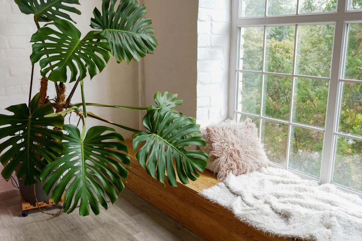 Suculentas vs. Cactus: La planta perfecta para los olvidadizos con la regadera - image 1
