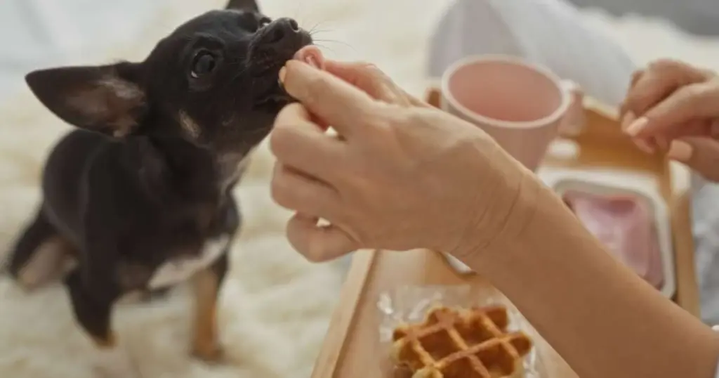 Tu comida humana es veneno para tu mascota (y no te das cuenta)