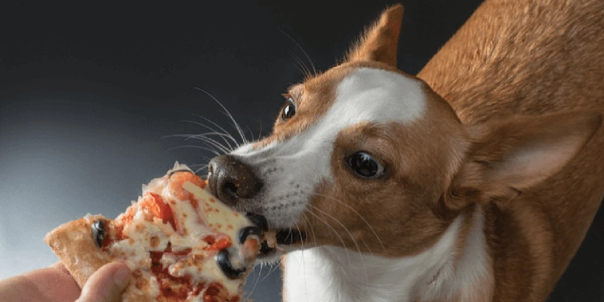 Tu comida humana es veneno para tu mascota (y no te das cuenta) - image 1