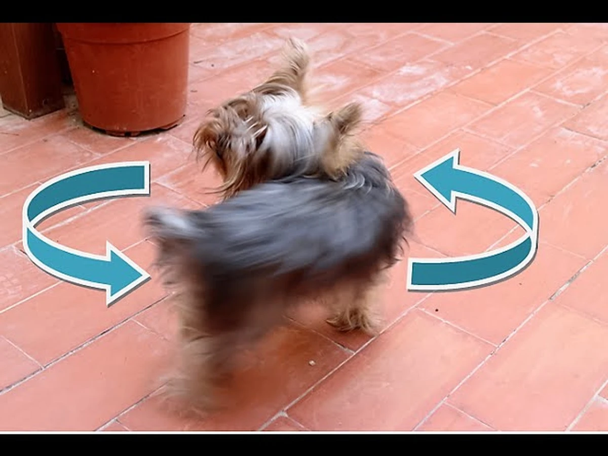 ¿Tu perro da vueltas y te preocupa? Las verdaderas razones y cuándo debes actuar - image 1