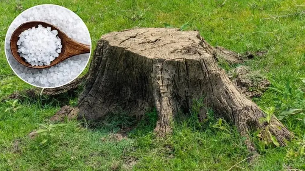 Un montoncito de sal en tu jardín: El secreto que los jardineros nunca te contarán