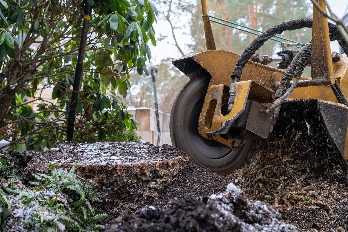 Un montoncito de sal en tu jardín: El secreto que los jardineros nunca te contarán - image 1