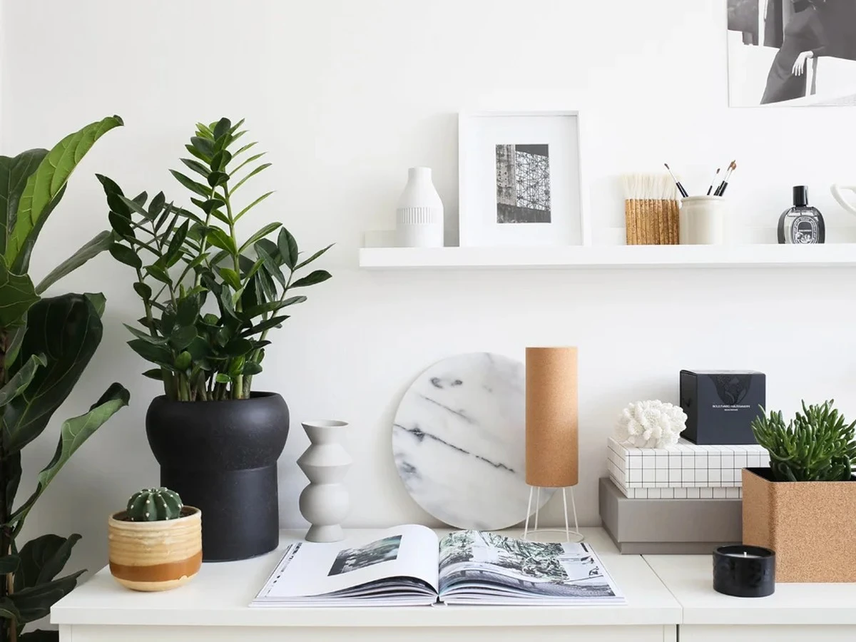 Zamioculcas estancada: el truco de la cuchara y consejos y trucos para tus plantas de interior - image 1