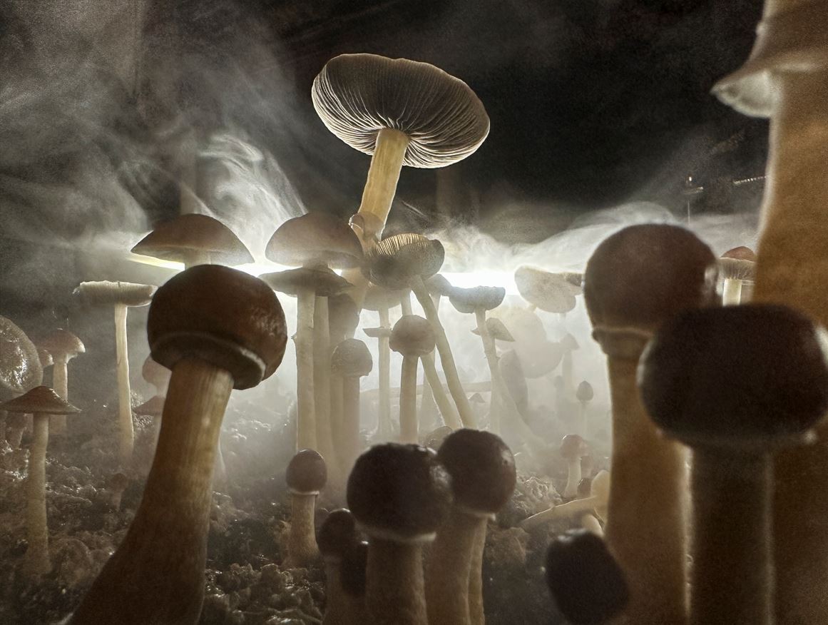 Foto: Cultivo de setas alucinógenas en Londres. (Getty Images/Daniel Berehulak)