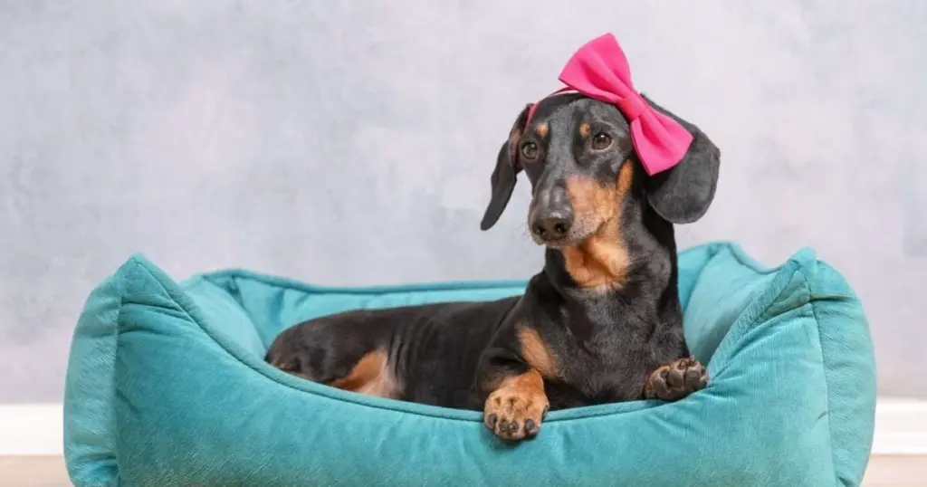10 nombres para perros inspirados en colores: ¡encuentra el tono perfecto para tu mascota!