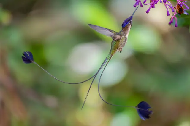 Un pequeño colibrí revolotea en el aire cerca de unas flores, con las largas plumas de la cola extendiéndose detrás de él en dos finas hebras que terminan en puntas parecidas a pétalos. El fondo es verde y está ligeramente desenfocado.