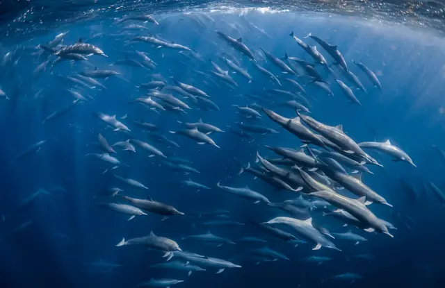 Un numeroso grupo de delfines nada en sincronía por las aguas de un azul intenso. La luz se filtra desde arriba, iluminando sus esbeltos cuerpos mientras trazan curvas y giros en una formación dispersa.