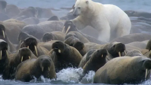 Un oso polar avanza entre una gran multitud de morsas agrupadas cerca del agua.