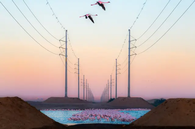 Un amplio paisaje simétrico muestra hileras de líneas eléctricas que se pierden en la lejanía. Debajo de ellas, una densa bandada de flamencos rosados se congrega en aguas poco profundas, empequeñecida por las imponentes estructuras industriales.