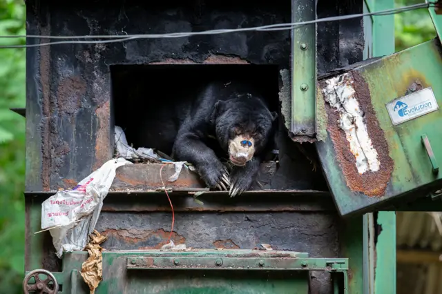 Un pequeño oso malayo negro asoma la cabeza desde un horno oxidado. Una hermosa mariposa azul descansa sobre el hocico pálido del oso, que contrasta con su pelaje oscuro. 