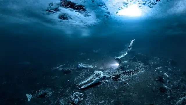 Foto de cadáveres de ballenas bajo el mar
