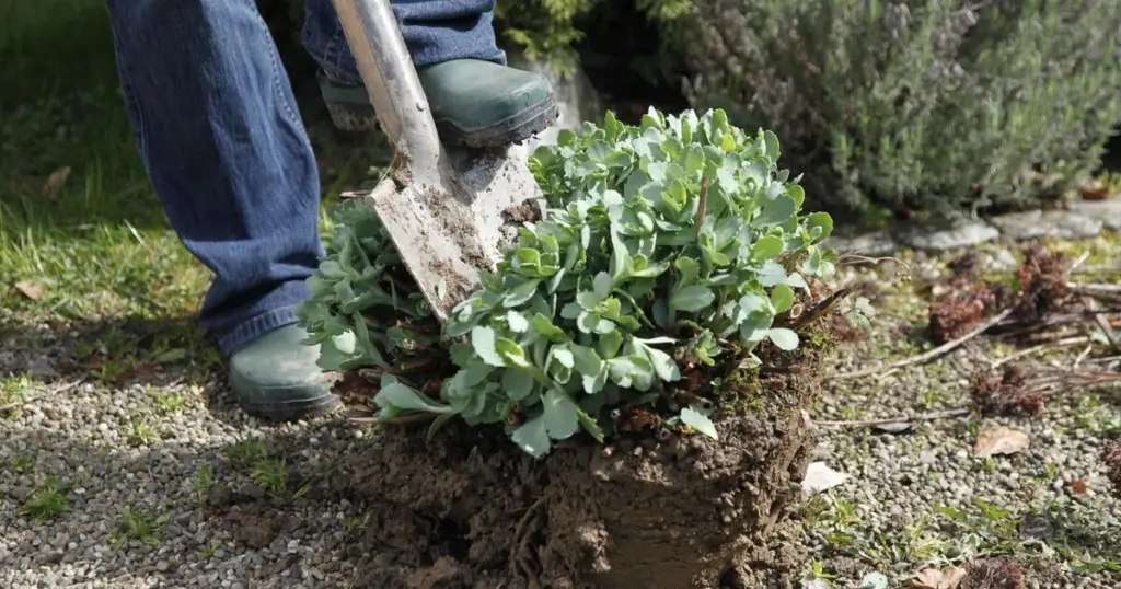 3 tareas en tu Jardín este Marzo: el truco para ahorrar 40% de agua
