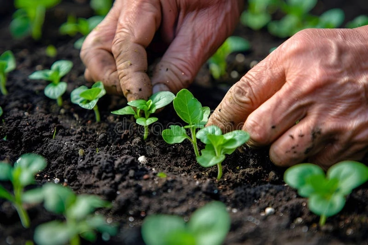 3 tareas en tu Jardín este Marzo: el truco para ahorrar 40% de agua - image 1