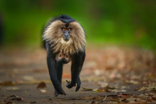 Un mono de pelaje oscuro con una característica melena clara corre por un sendero, con el rostro nítidamente enfocado. Un pequeño crío se aferra a él, parcialmente oculto, mientras el fondo se difumina por el movimiento.