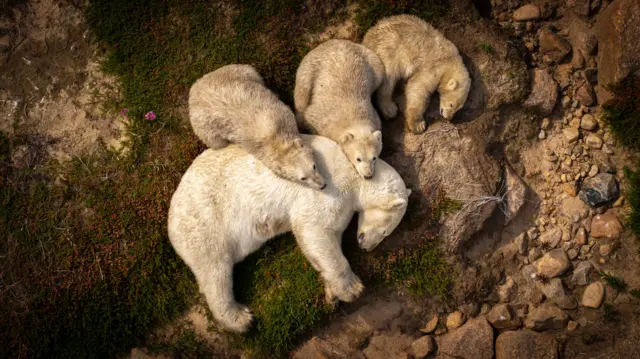 Una vista aérea muestra a una osa polar y a sus tres cachorros acurrucados juntos sobre un terreno rocoso. Sus cuerpos se entrelazan, formando un grupo compacto cuyo suave pelaje blanco contrasta con la tierra marrón y las piedras.