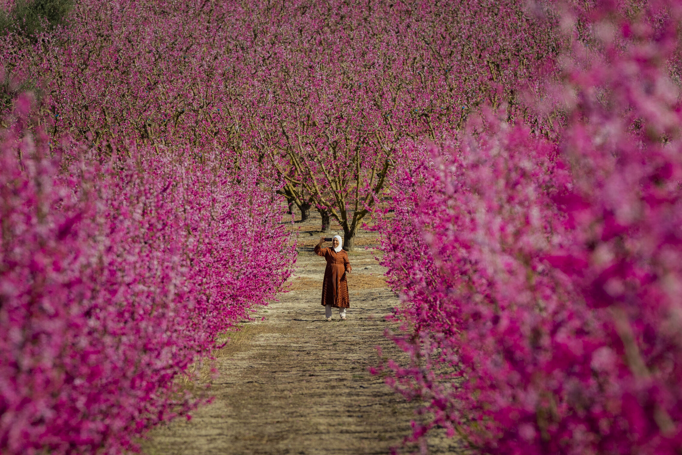 Foto: Cada año, la floración de los árboles frutales se convierte en un auténtico reclamo turístico. (EFE/Marcial Guillén)