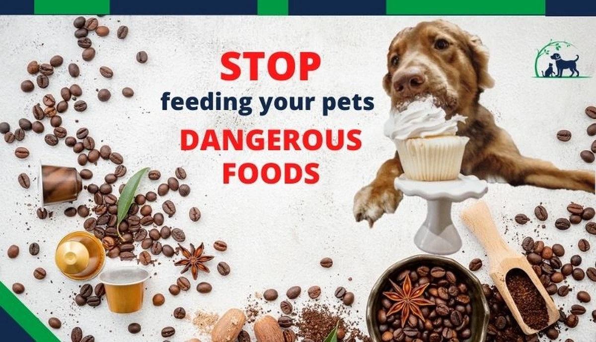 5 alimentos humanos que NUNCA debes darle a tu mascota - image 1