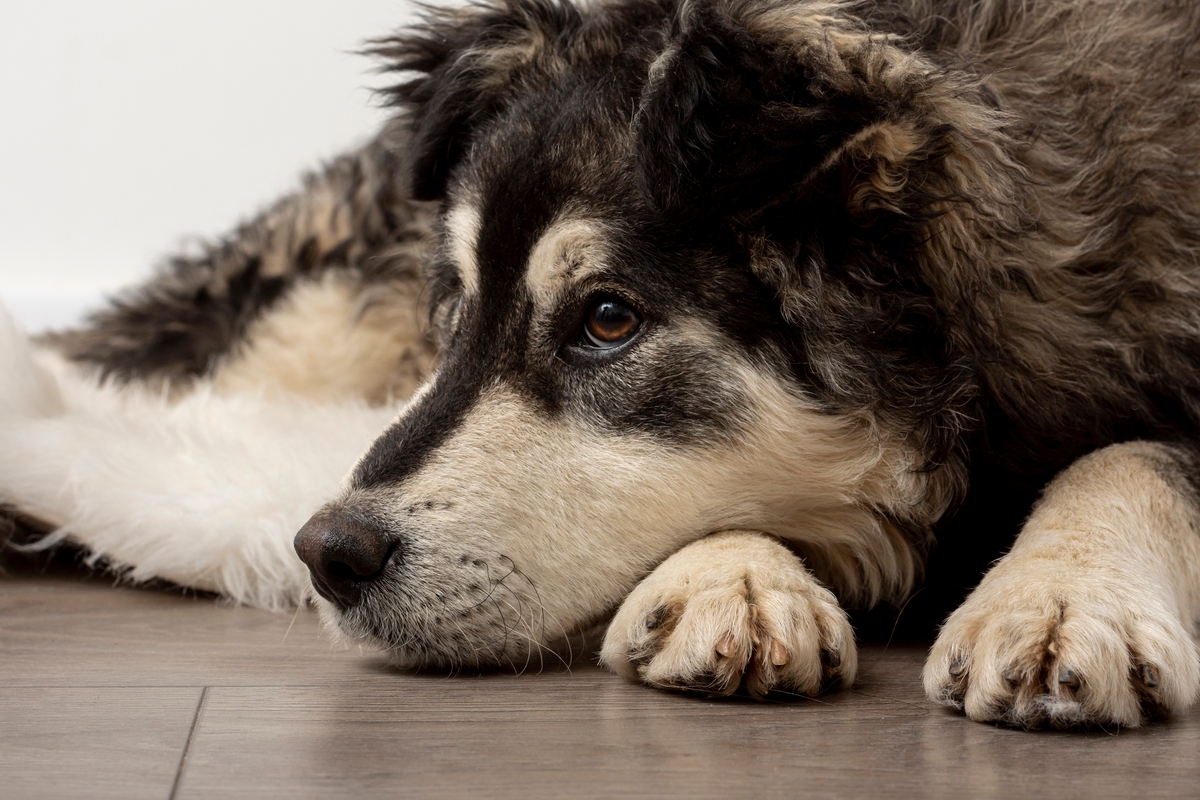 Perro triste. (Freepik)