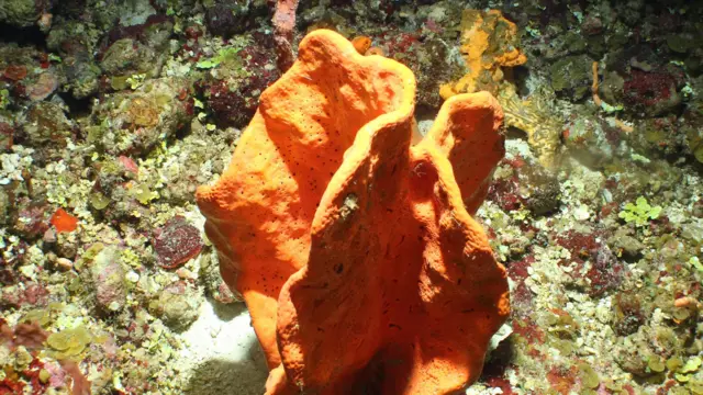 Un ejemplo de coral mesofótico fotografiado en el fondo marino de Anguila.