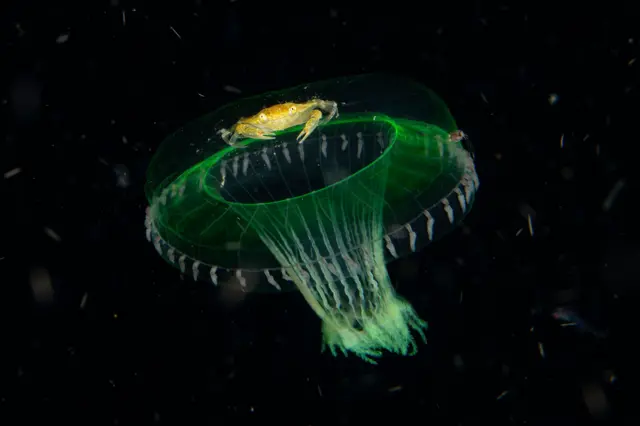 Una medusa translúcida brilla con un tono verdoso en las aguas oscuras, con su campana suavemente iluminada. Un pequeño cangrejo amarillo se aferra a la parte superior, mientras los delicados tentáculos de la medusa se arrastran por debajo.