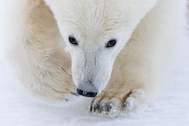 Primer plano de un osezno polar caminando por la nieve, con la cabeza gacha y la mirada fija hacia la cámara. Su suave pelaje blanco se confunde con el suelo nevado, y solo se distinguen nítidamente sus ojos oscuros y su nariz.