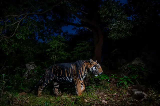 Un tigre se encuentra en pleno movimiento en un bosque denso y oscuro, iluminado por un destello que resalta sus rayas oscuras y excepcionalmente gruesas. El follaje circundante se difumina en un fondo oscuro, lo que resalta la postura alerta del animal y sus ojos brillantes.