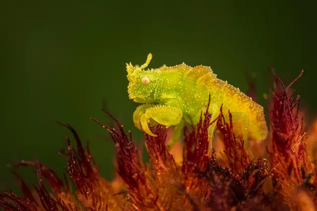 Una diminuta ninfa de chinche de acecho, de color amarillo verdoso brillante, se posa sobre una flor rojiza y espinosa. Su cuerpo es rugoso y ligeramente translúcido, con las patas plegadas y replegadas bajo el cuerpo, lo que le permite camuflarse entre la planta de colores vivos.