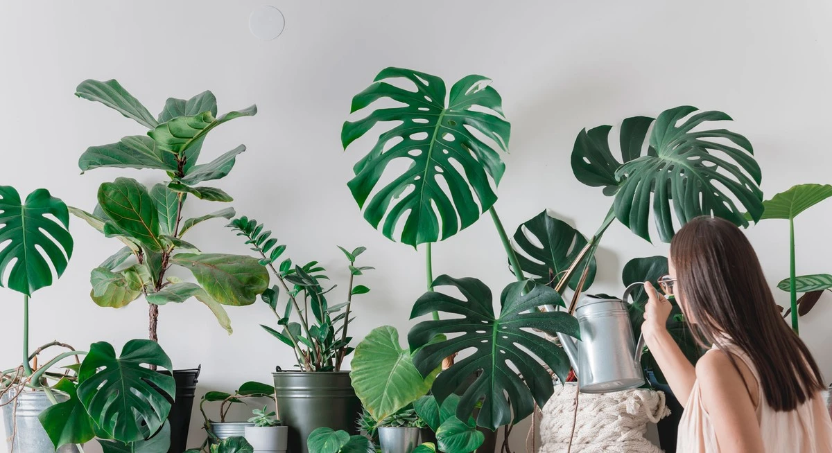 5 plantas